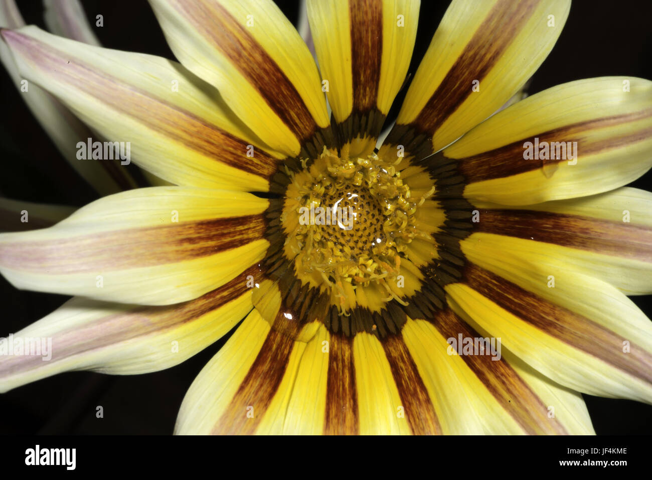 Red and yellow flower stamens Stock Photo Alamy