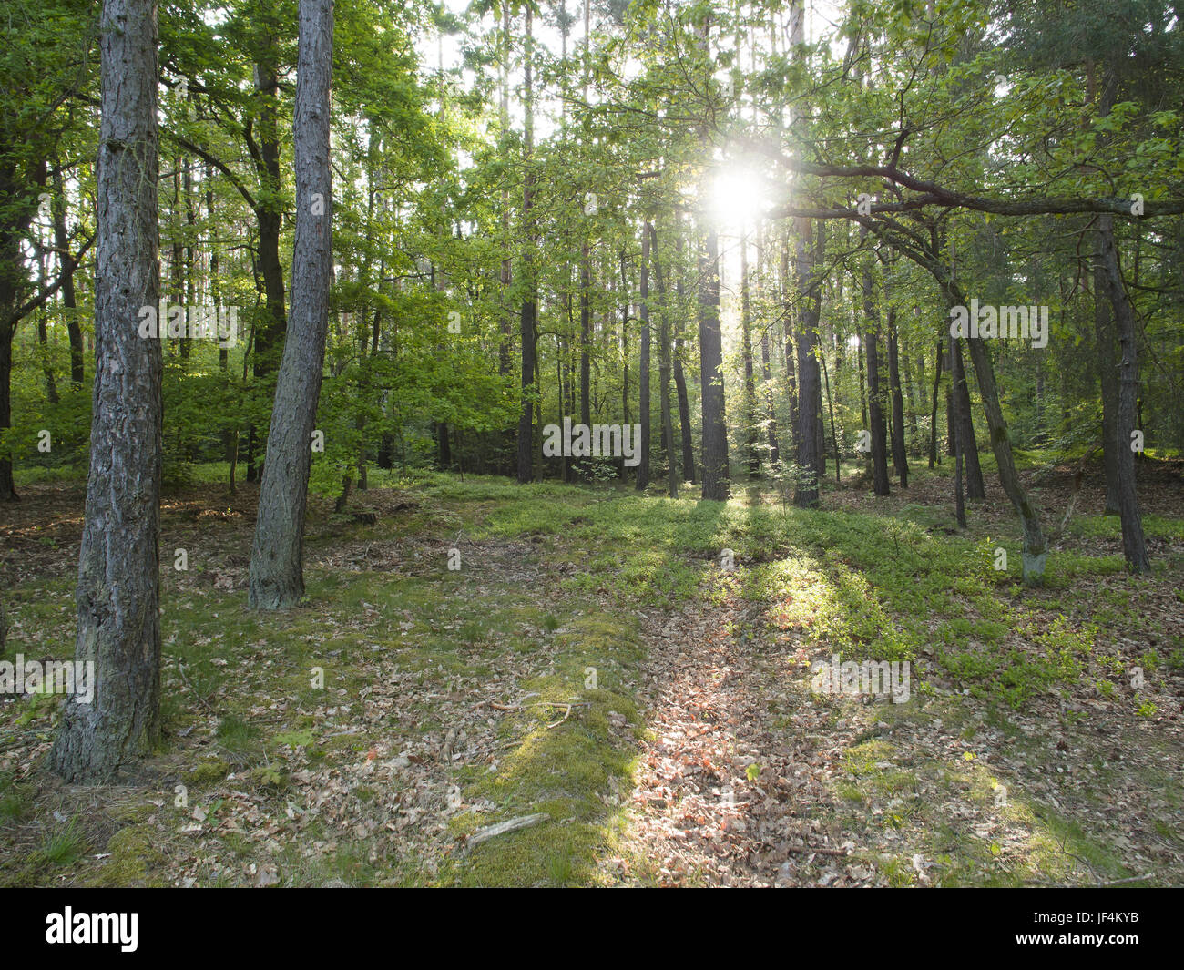 Sunny morning in the forest Stock Photo - Alamy