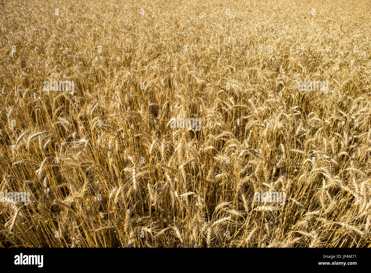 Wheat Fields Ready for Harvest Stock Photo - Alamy
