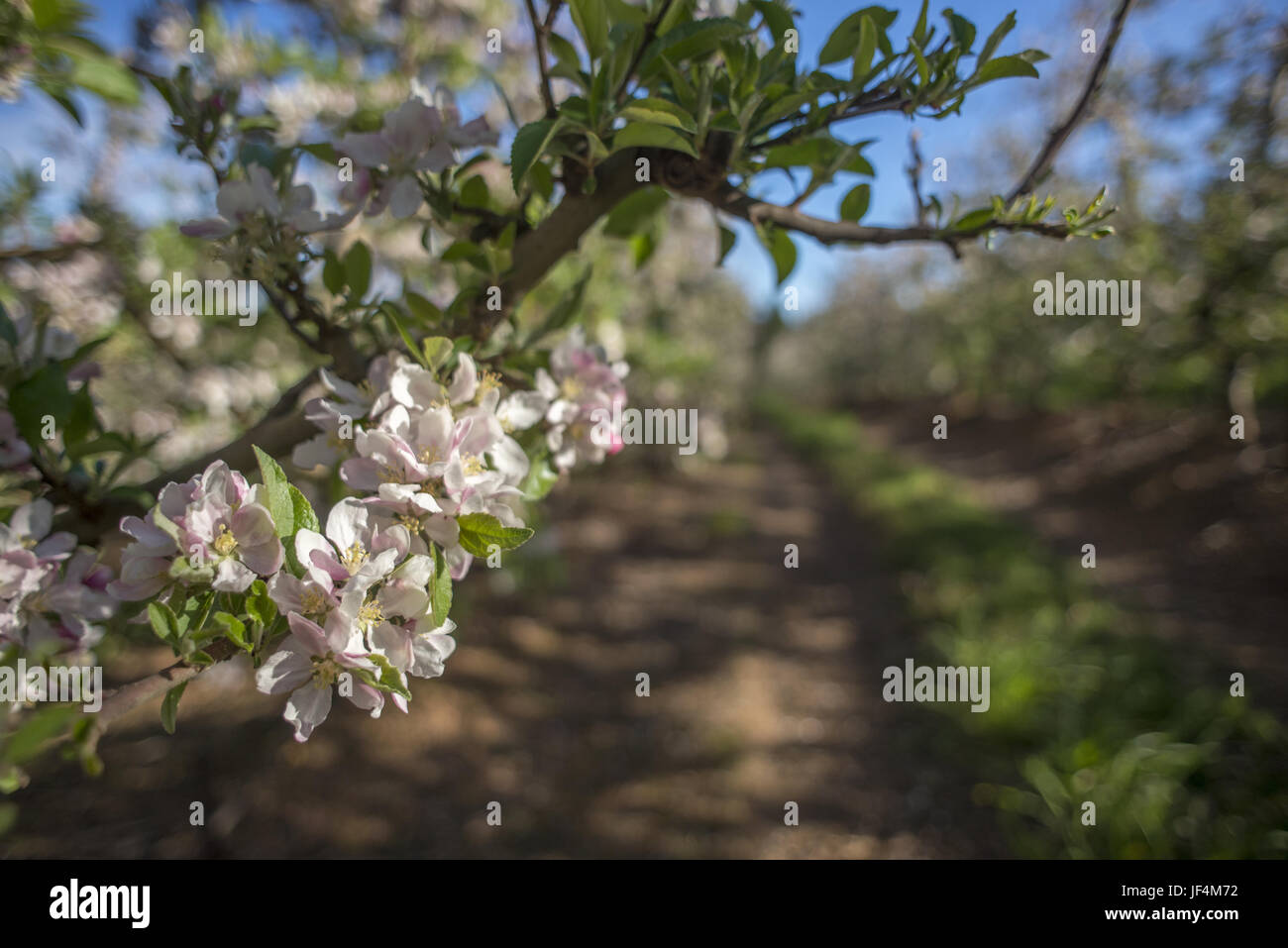 Pear Tree Blossoms in Spring Stock Photo