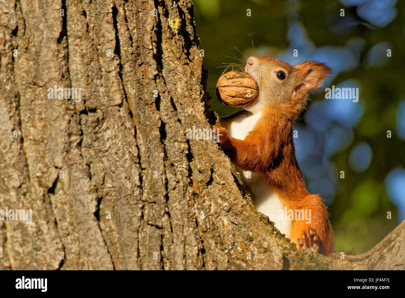 squirrel on a walnut tree Stock Photo