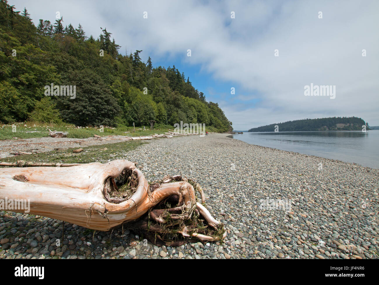 Driftwood on the shore of Shine Tidelands State Park on Bywater Bay near Port Ludlow in the