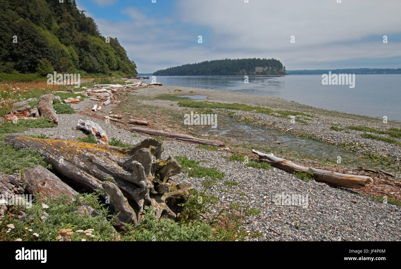Driftwood on the shore of Shine Tidelands State Park on Bywater Bay near Port Ludlow in the