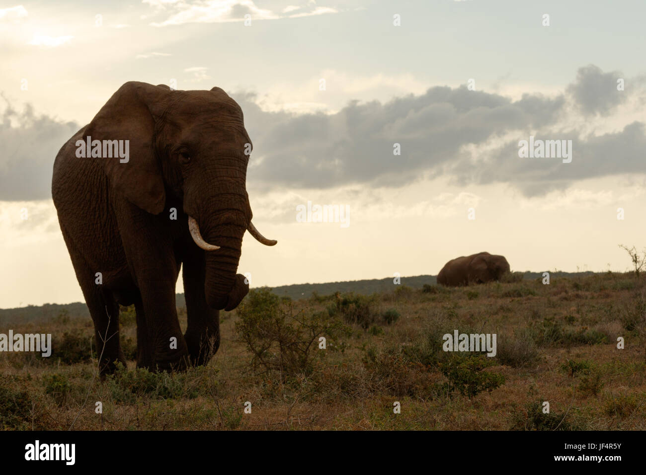 Bush Elephant walking to find a spot to rest for the night. Stock Photo