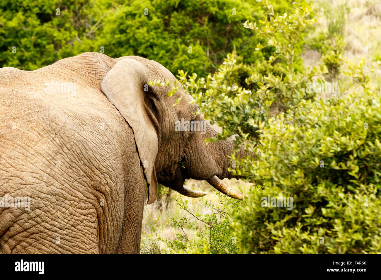 Bush Elephant eating in the bushes Stock Photo