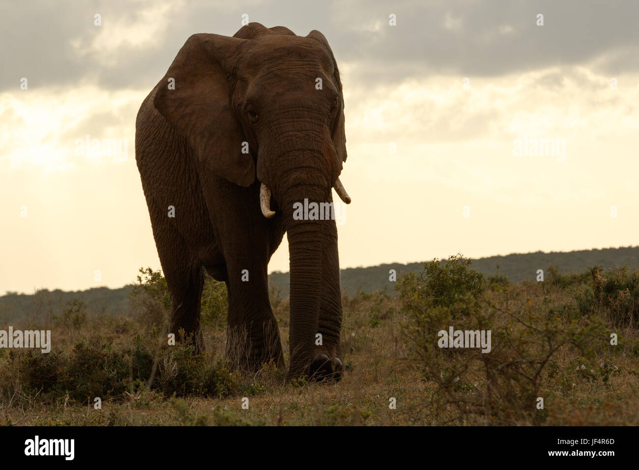 Bush Elephant walking away from the clouds Stock Photo