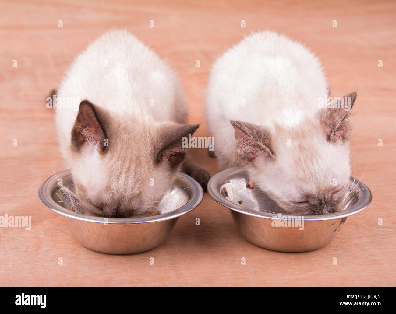 Two adorable Simaese kittens eating from silver bowls Stock Photo