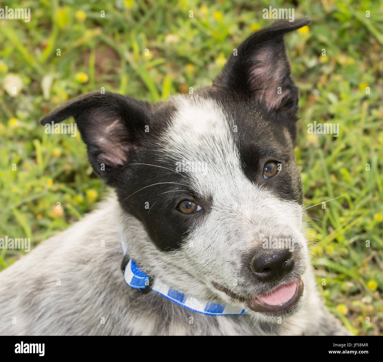 Adorable Texas Heeler puppy looking up at the viewer with a happy face Stock Photo