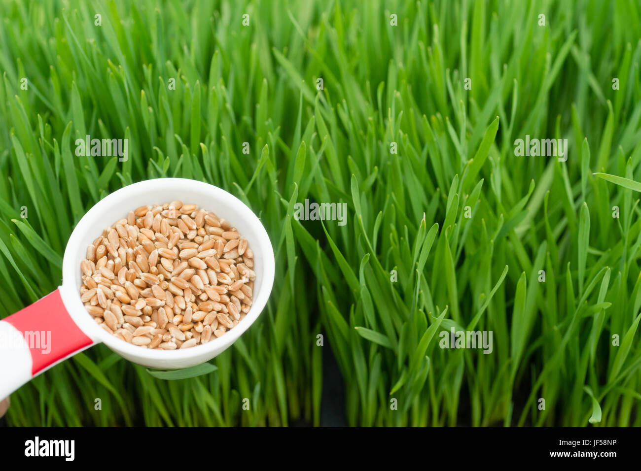 A scoop of wheat berries left are needed to grow wheatgrass right Stock