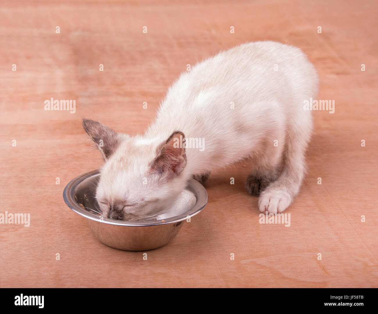Tiny tortie point Siamese kitten eating from a silver bowl Stock Photo