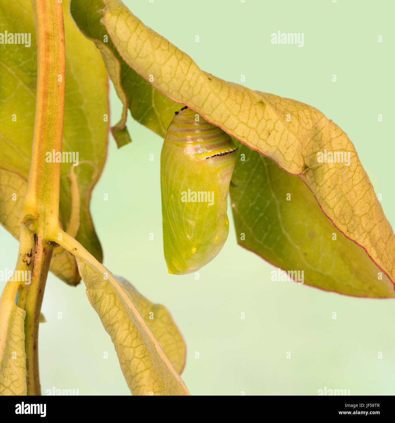 Monarch butterfly chrysalis right after pupation Stock Photo Alamy