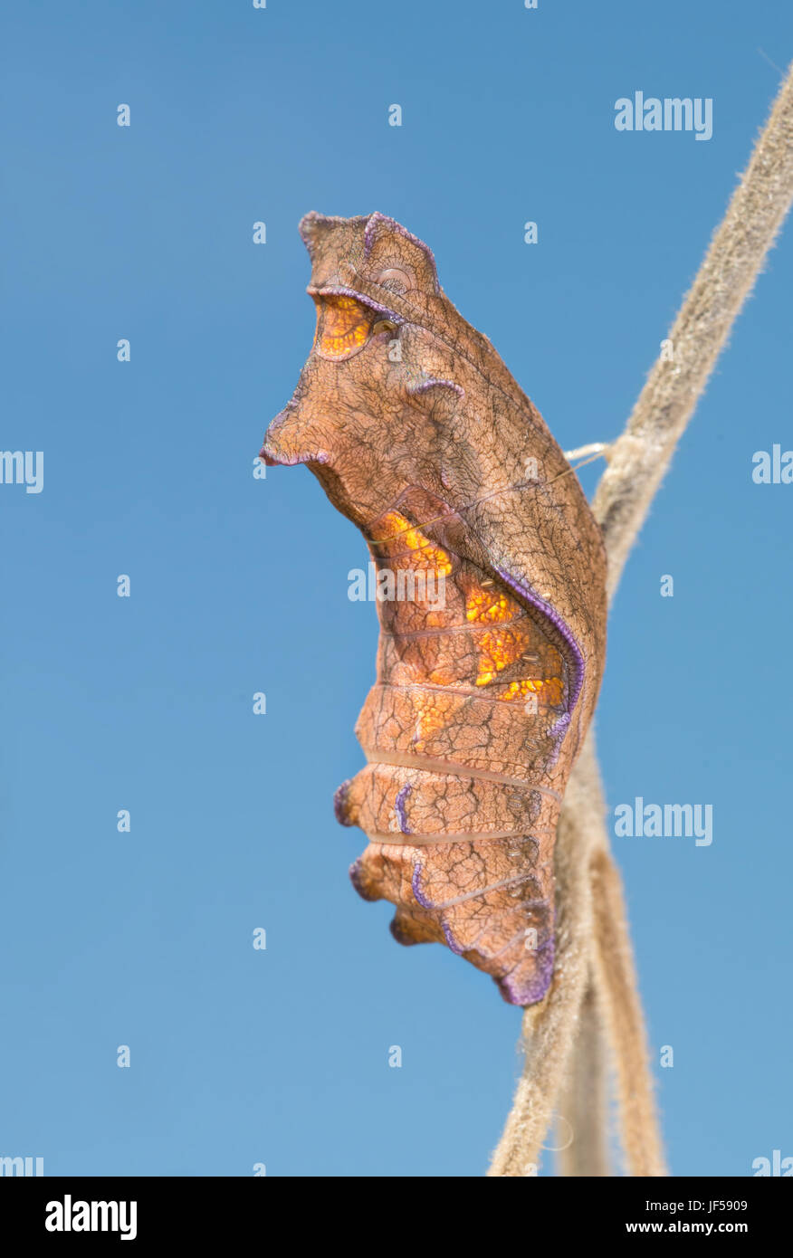 Chrysalis butterfly hires stock photography and images Alamy