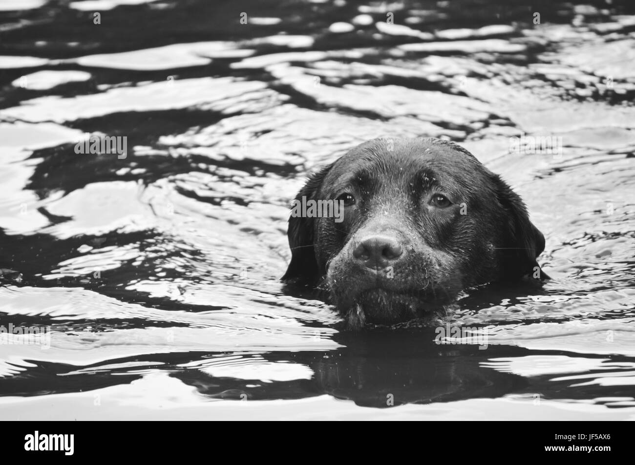 dog swimming in the water, head sticking out Stock Photo