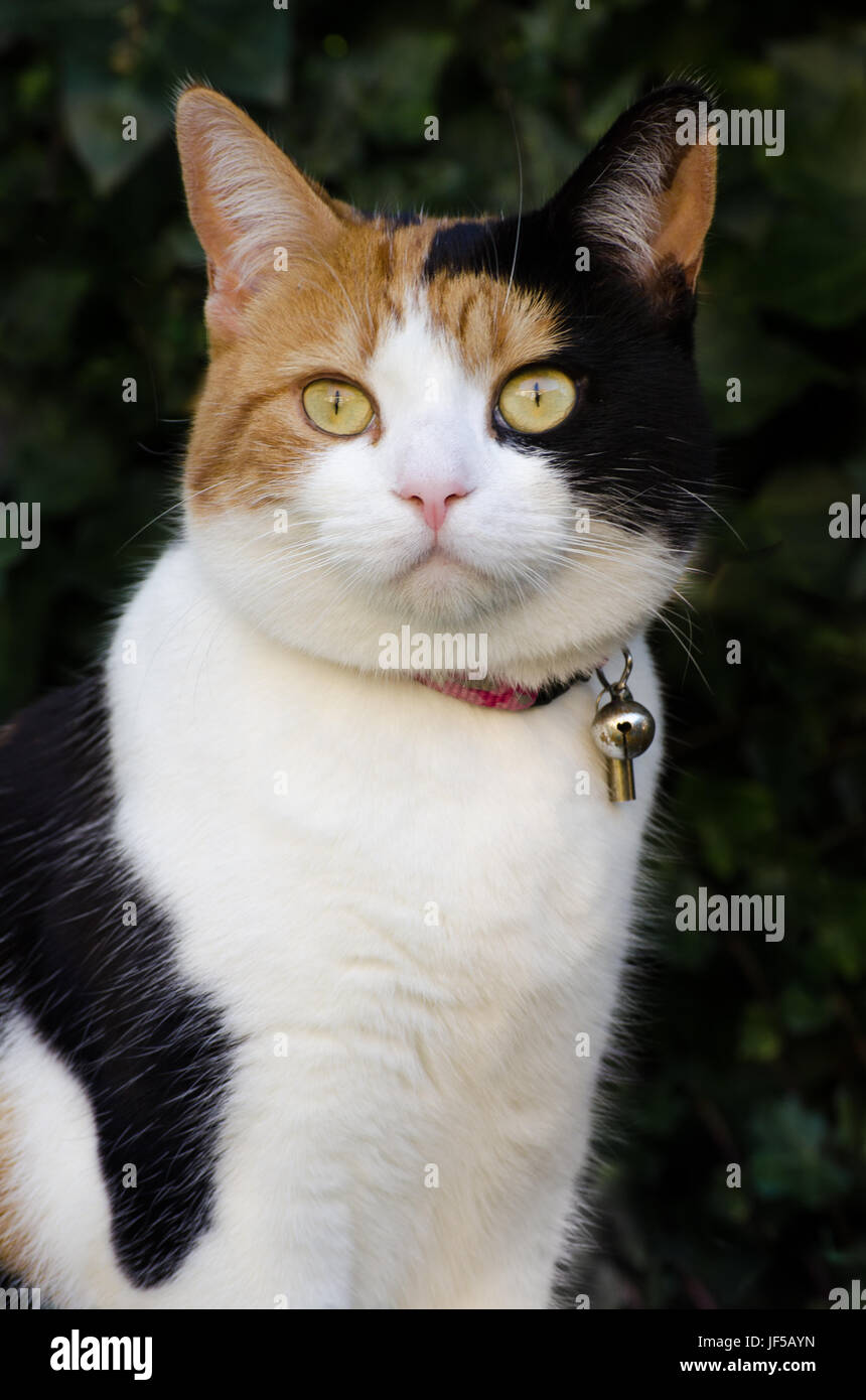 outdoor cat with a collar and a jingle bell Stock Photo