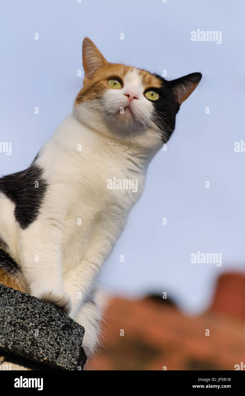 Dark Ginger And White Cat Orange And White Cat Beside Black And White