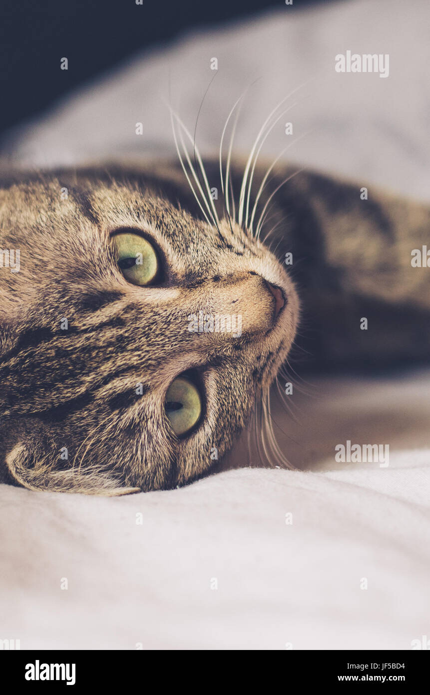 tabby cat with big green eyes lying on a side in bed sheets Stock Photo ...
