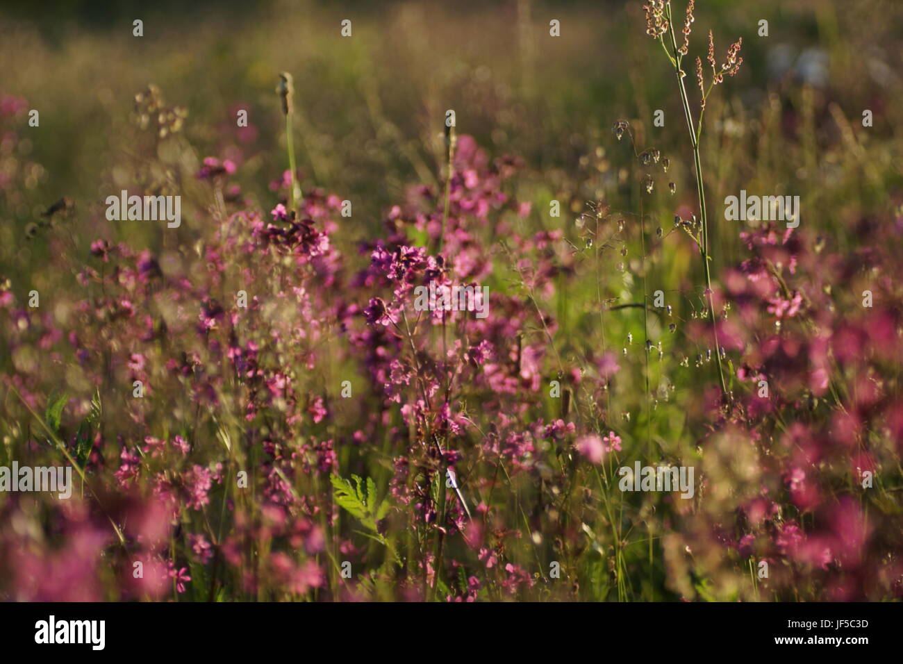 Flowers and grass lit by warm sunlit on a summer meadow, abstract natural backgrounds for your design. Stock Photo