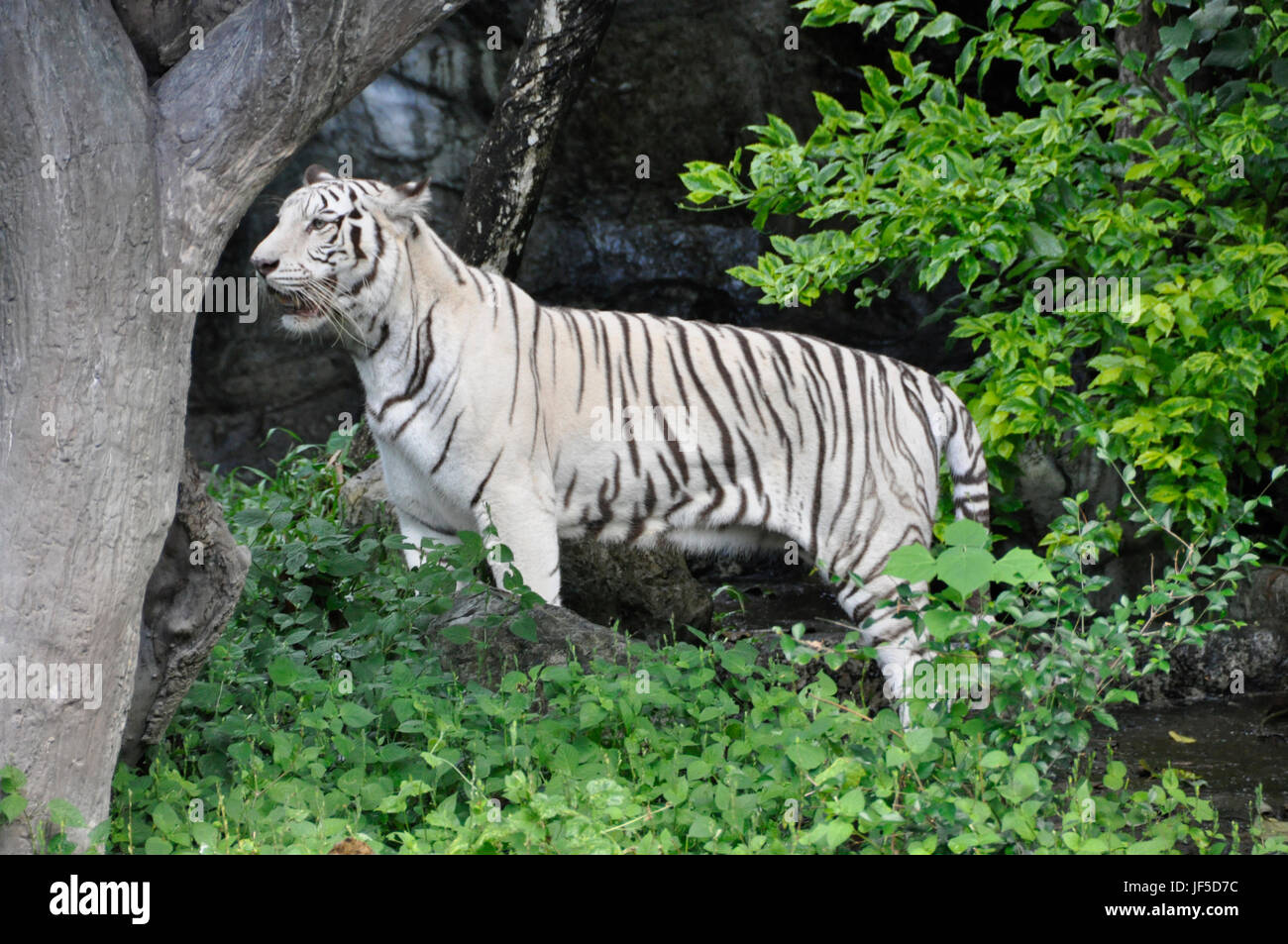 The world’s largest feline highly endangered in the wild, photographed in Thailand, here in a rare white anomaly Stock Photo