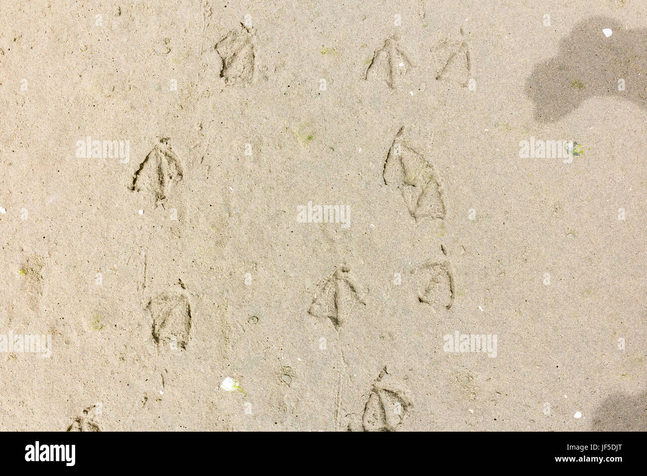 Trail of foot prints of walking seabirds with webbed feet in sand on beach, Netherlands Stock Photo