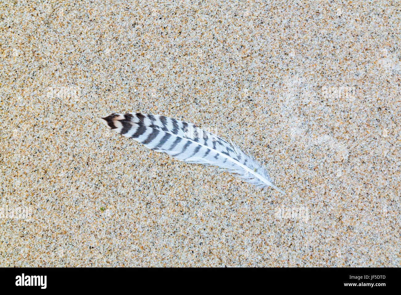 Feather of juvenile herring gull or lesser blackbacked gull on sand of
