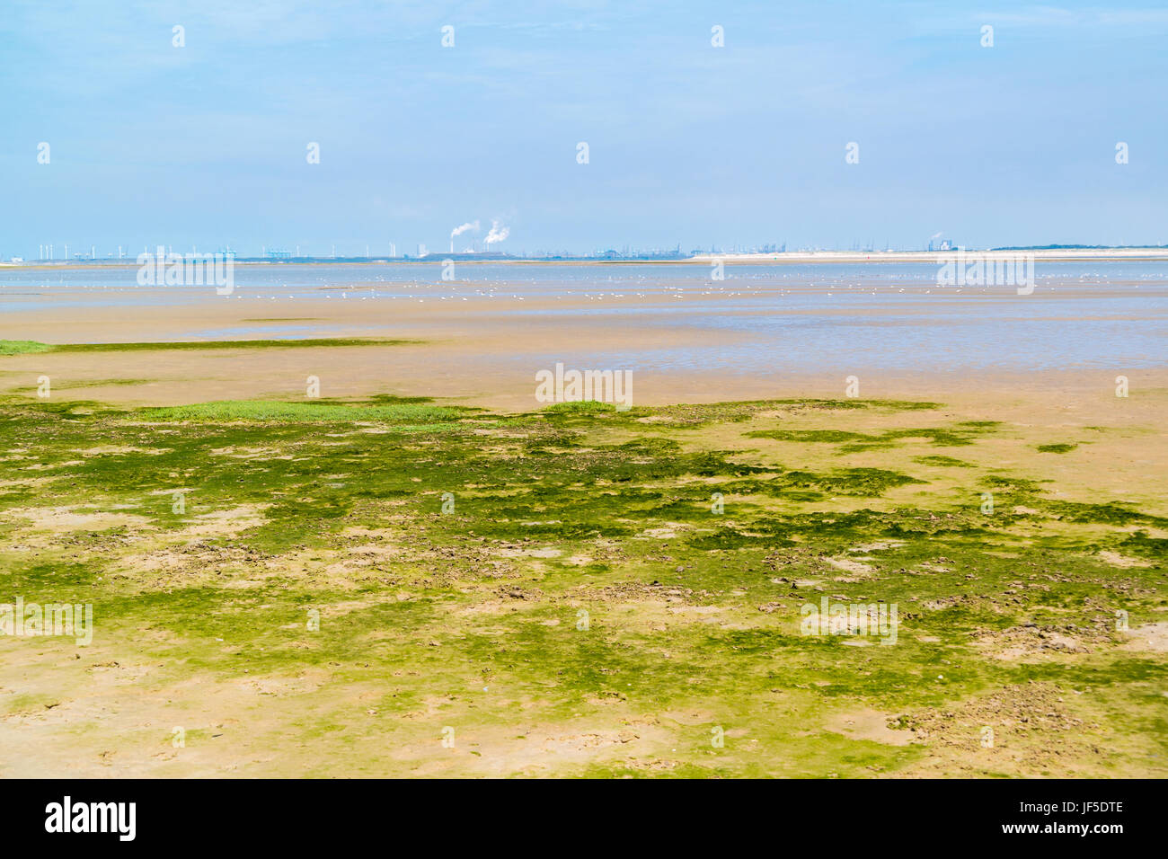 Panorama of sandflat and mudflat landscape at low tide, nature reserve near Maasvlakte and port of Rotterdam, Netherlands Stock Photo