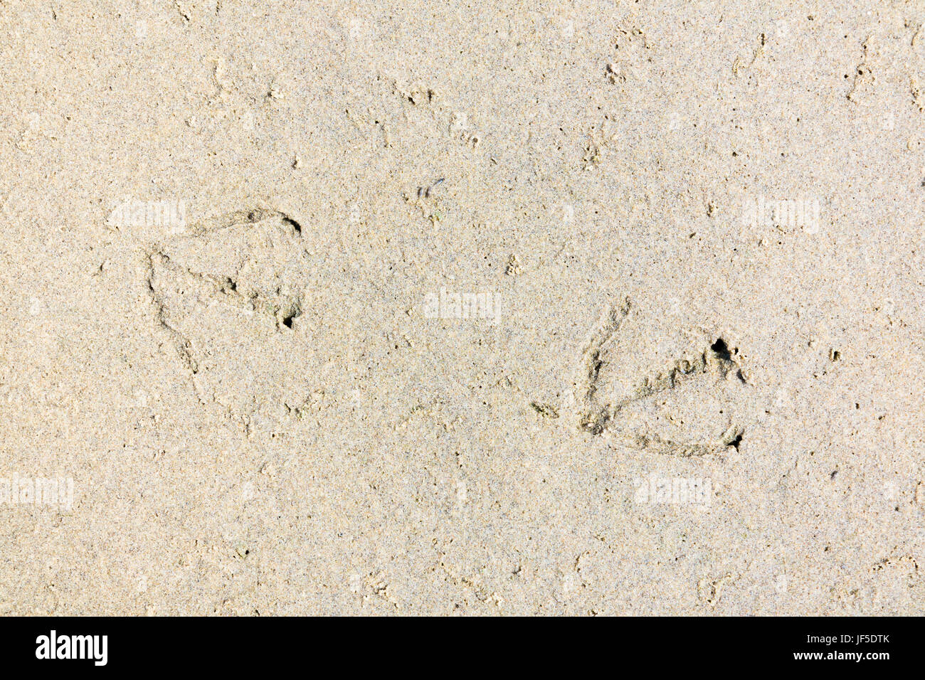 Trail of foot prints of walking seabirds in sand on beach, Netherlands Stock Photo