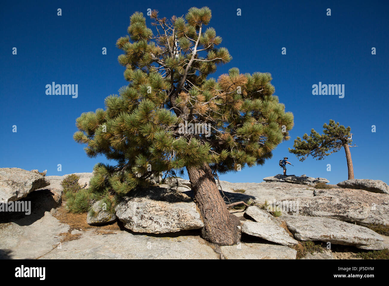 Atop Sentinel Dome, a rocky peak that offers stunning views to the Yosemite Valley, a hiker and photographer prepares a tripod among large trees. Stock Photo