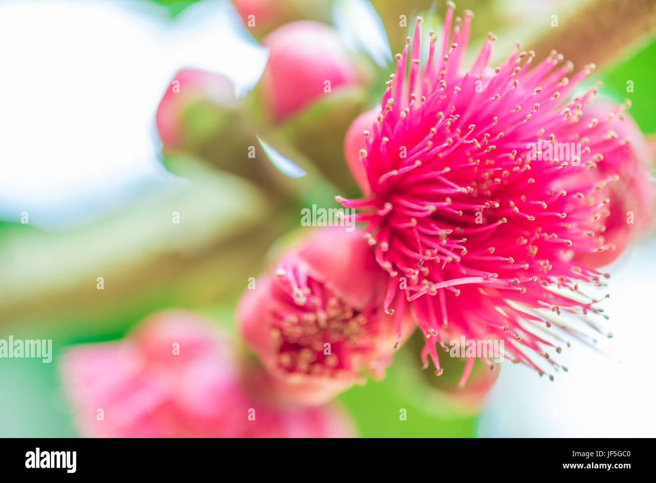 Rose apples flower on tree. (Syzygium malaccense Stock Photo Alamy