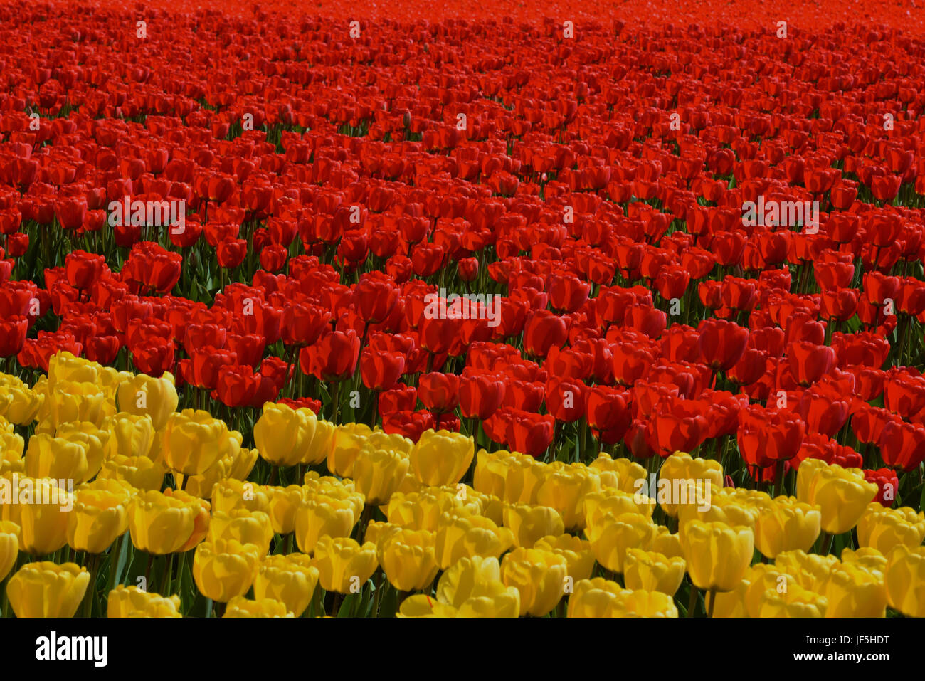 Beautiful Tulip Fields in the Netherlands countryside Stock Photo - Alamy