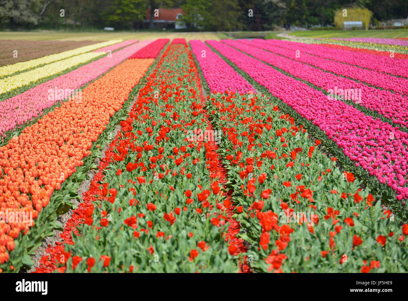 Beautiful Tulip Fields in the Netherlands countryside Stock Photo - Alamy