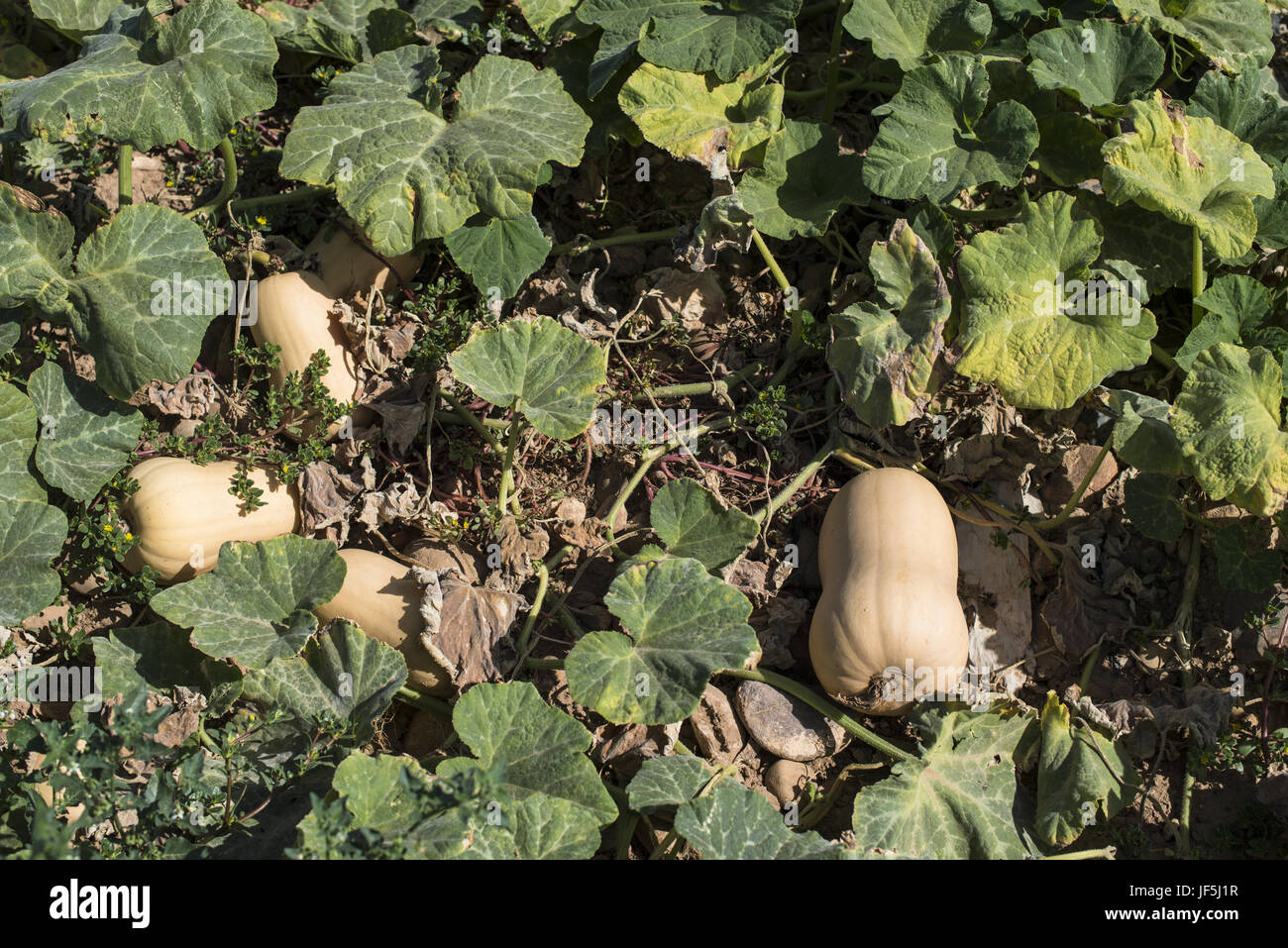 Pumpkins on the field Stock Photo - Alamy