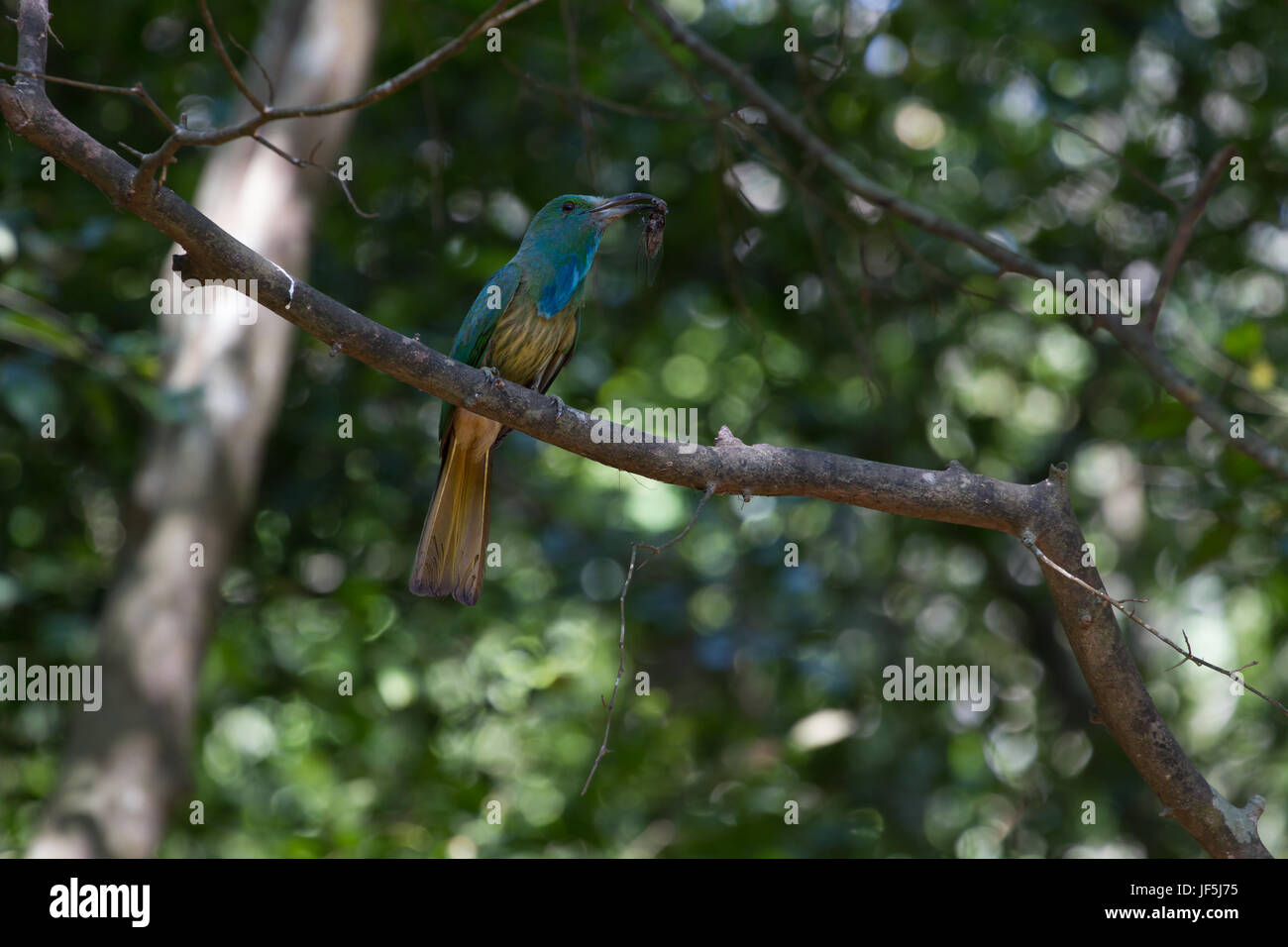 Blue-bearded Bee-eater (Nyctyornis athertoni) on the branch in nature Stock Photo