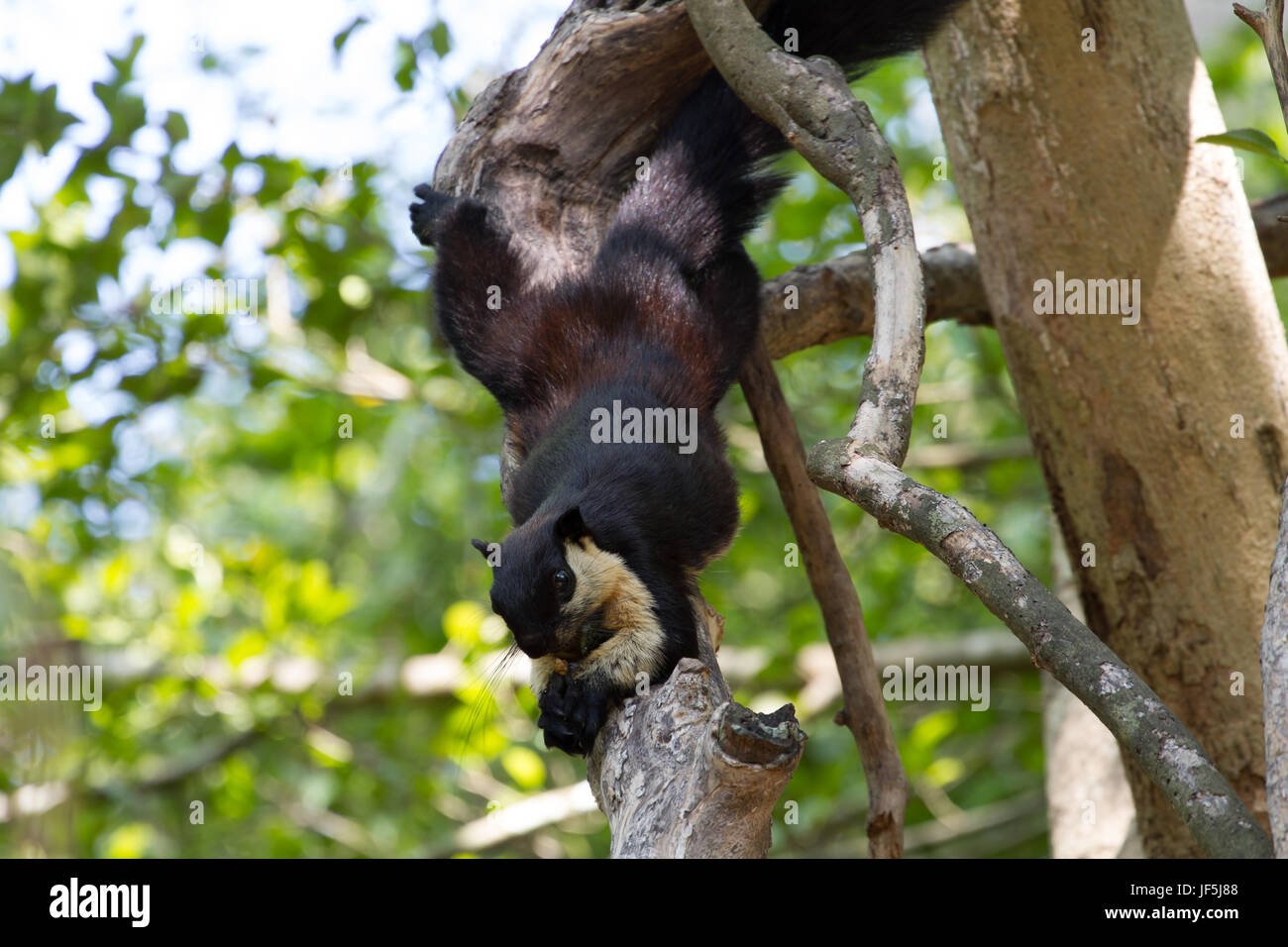 Black Giant Squirrel (Ratufa bicolor) in forest Thailand Stock Photo