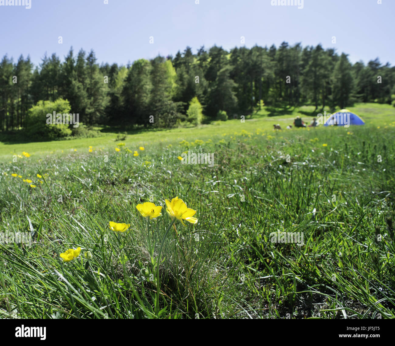 Green meadow in a forest and tent Stock Photo - Alamy