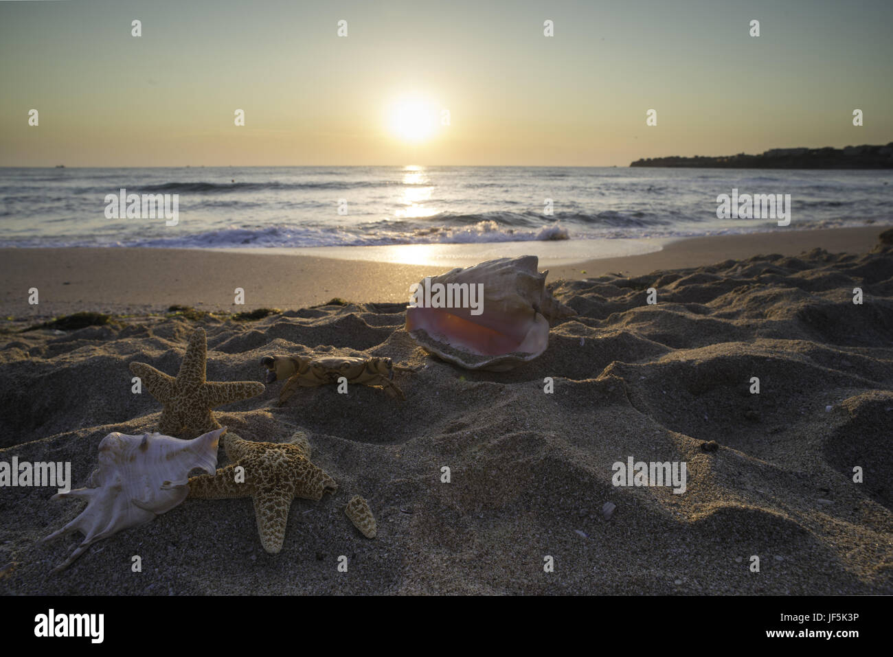 Sunrise on the beach. Shells Stock Photo - Alamy