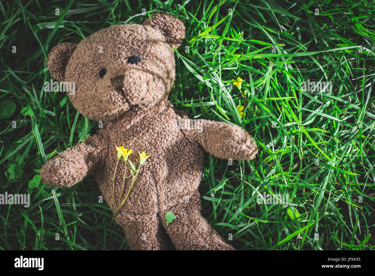 Teddy bear on the grass Stock Photo - Alamy