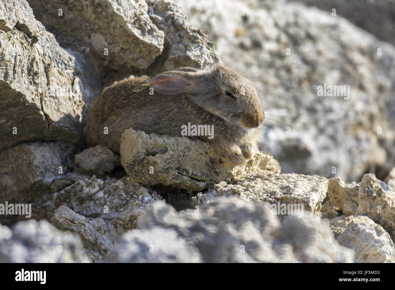 Rabbit Sleeping High Resolution Stock Photography and Images - Alamy
