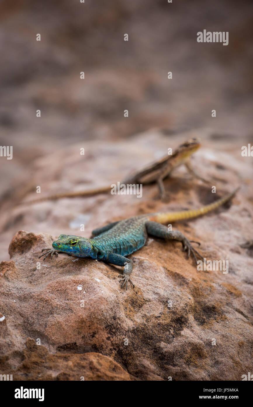 Sekukhune Flat Lizard and African Striped Skink on Stone, South Africa, Africa Stock Photo