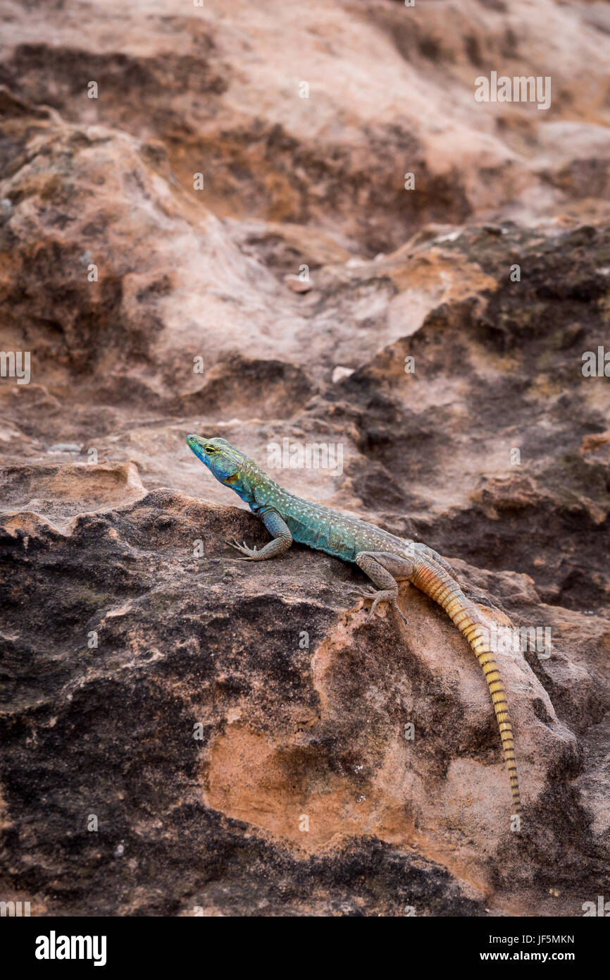 Sekukhune Flat Lizard (Platysaurus orientalis) on Stone, South Africa, Africa Stock Photo