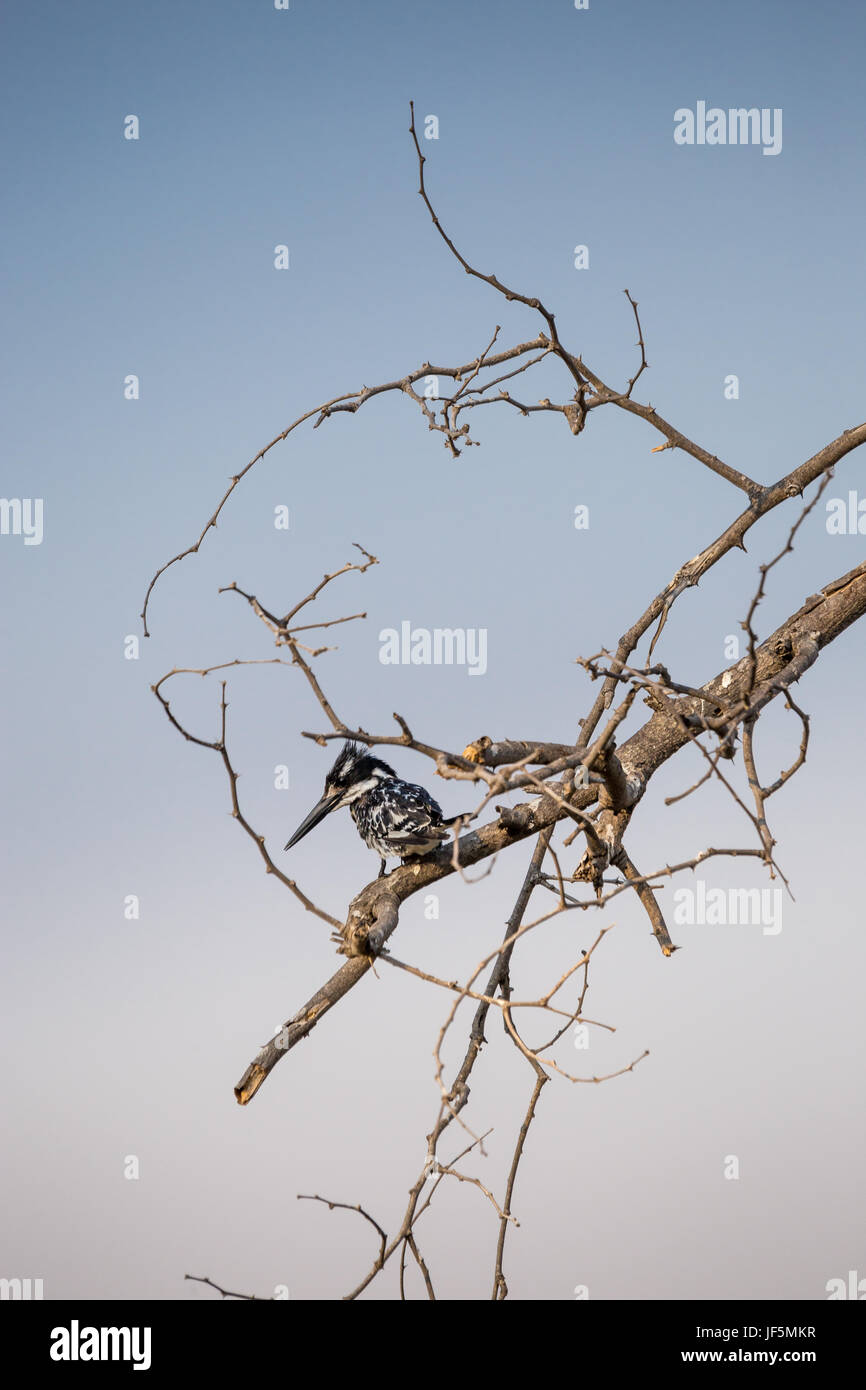 Pied Kingfisher (Ceryle rudis) sitting on a Tree, South Africa, Kruger Park Stock Photo