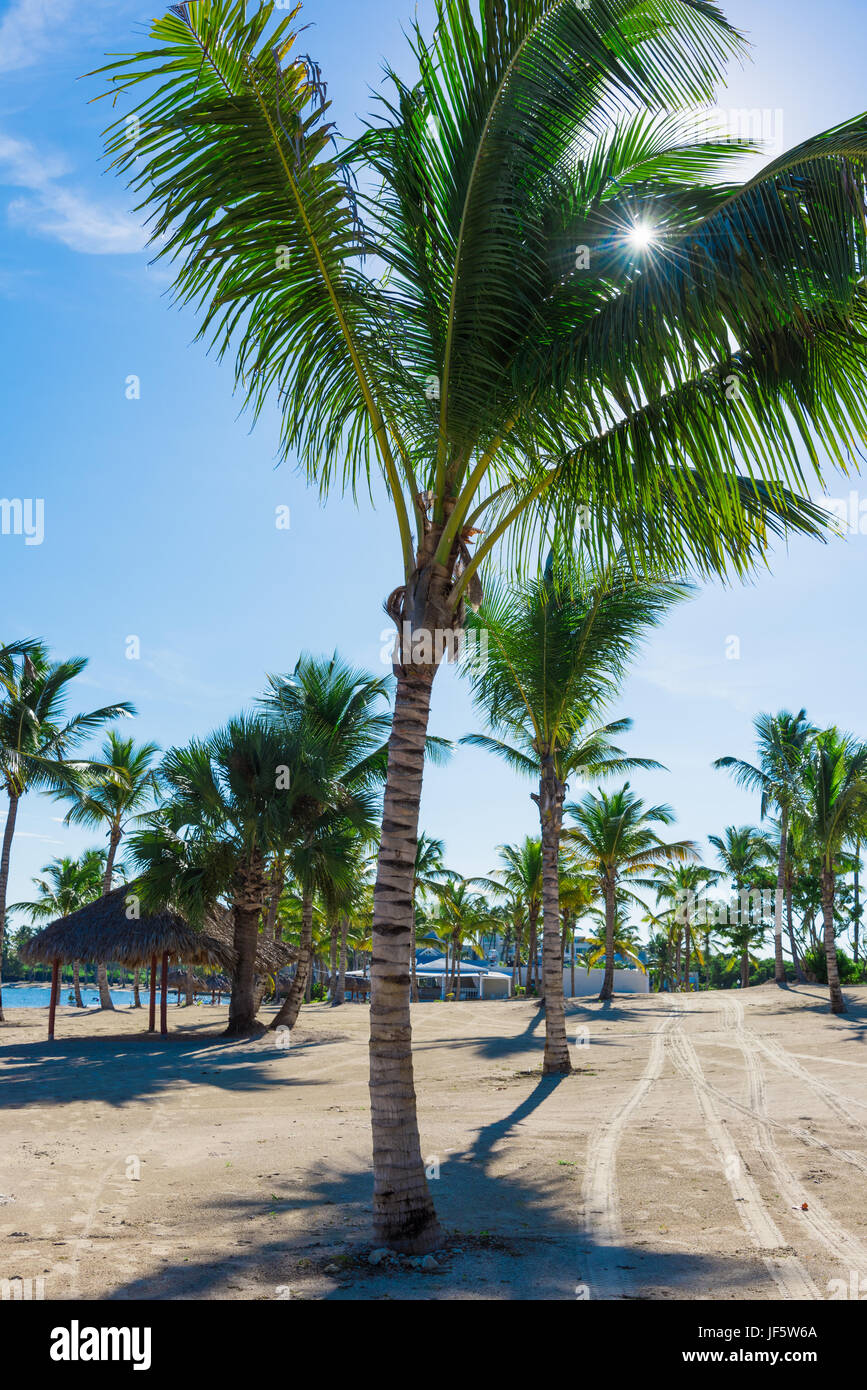 Palm alley way hi-res stock photography and images - Alamy