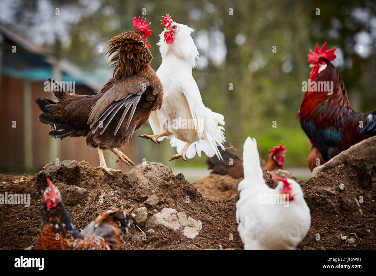 Fighting roosters Stock Photo