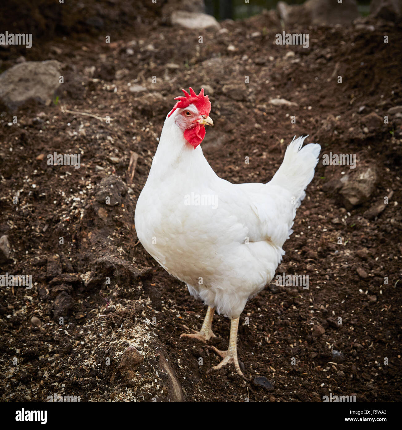 White hen Stock Photo
