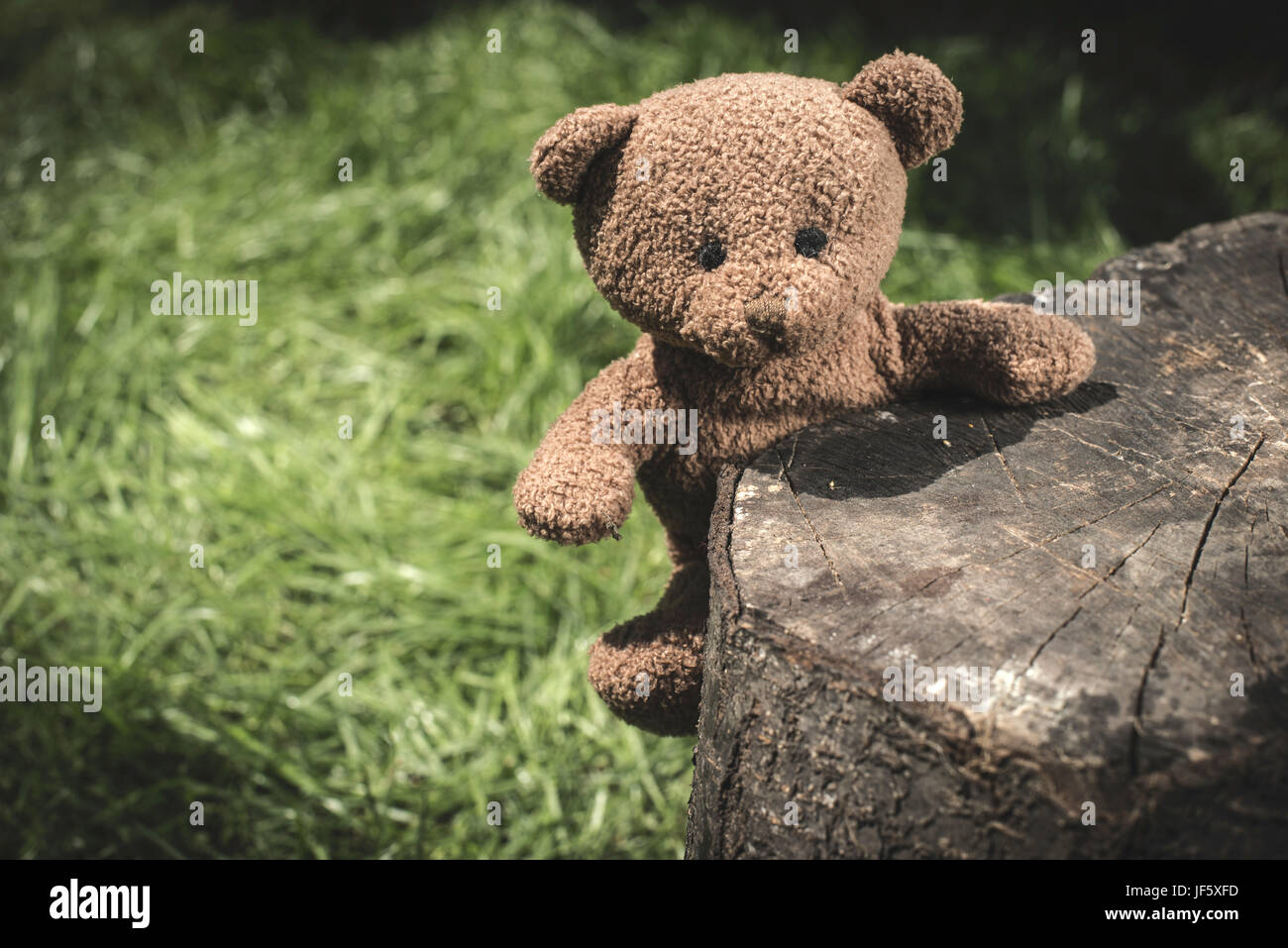 Teddy bear on the grass Stock Photo - Alamy