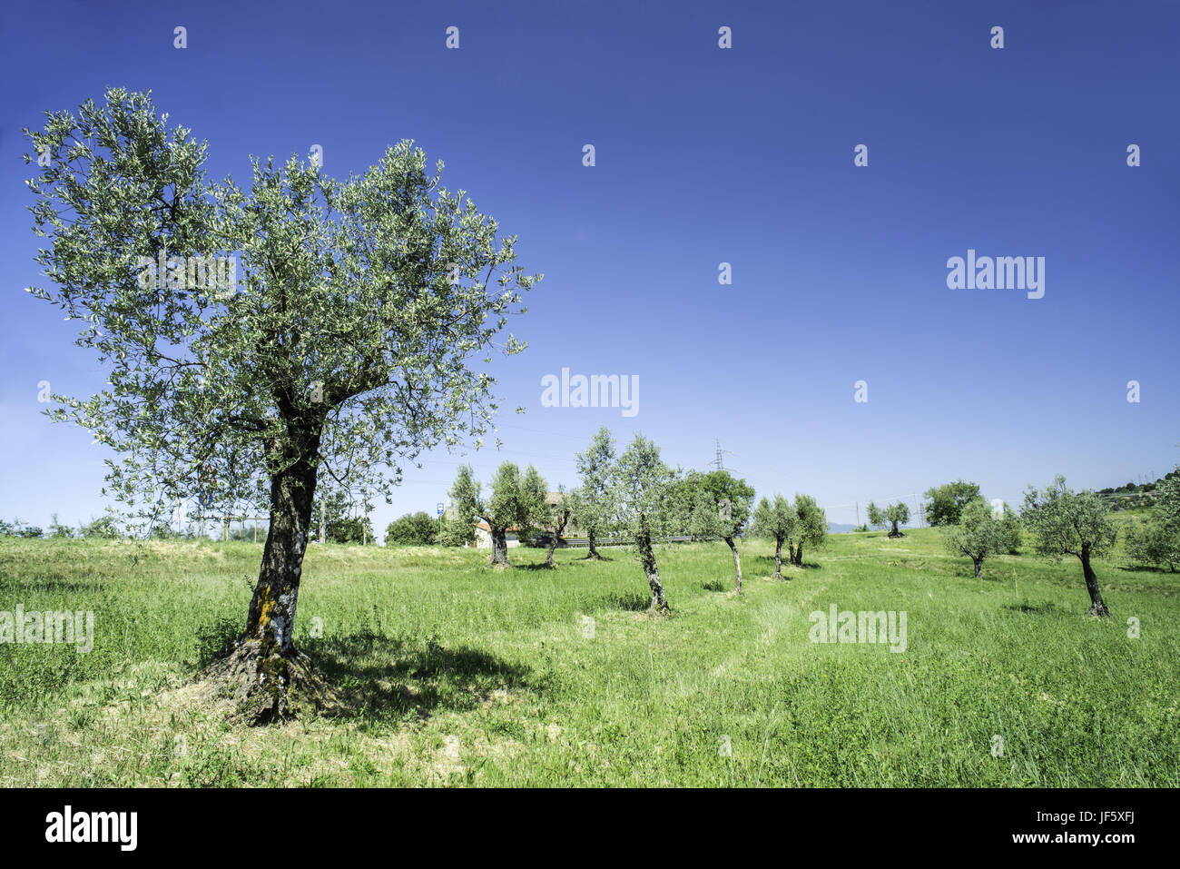 Olive tree in Italy Stock Photo Alamy