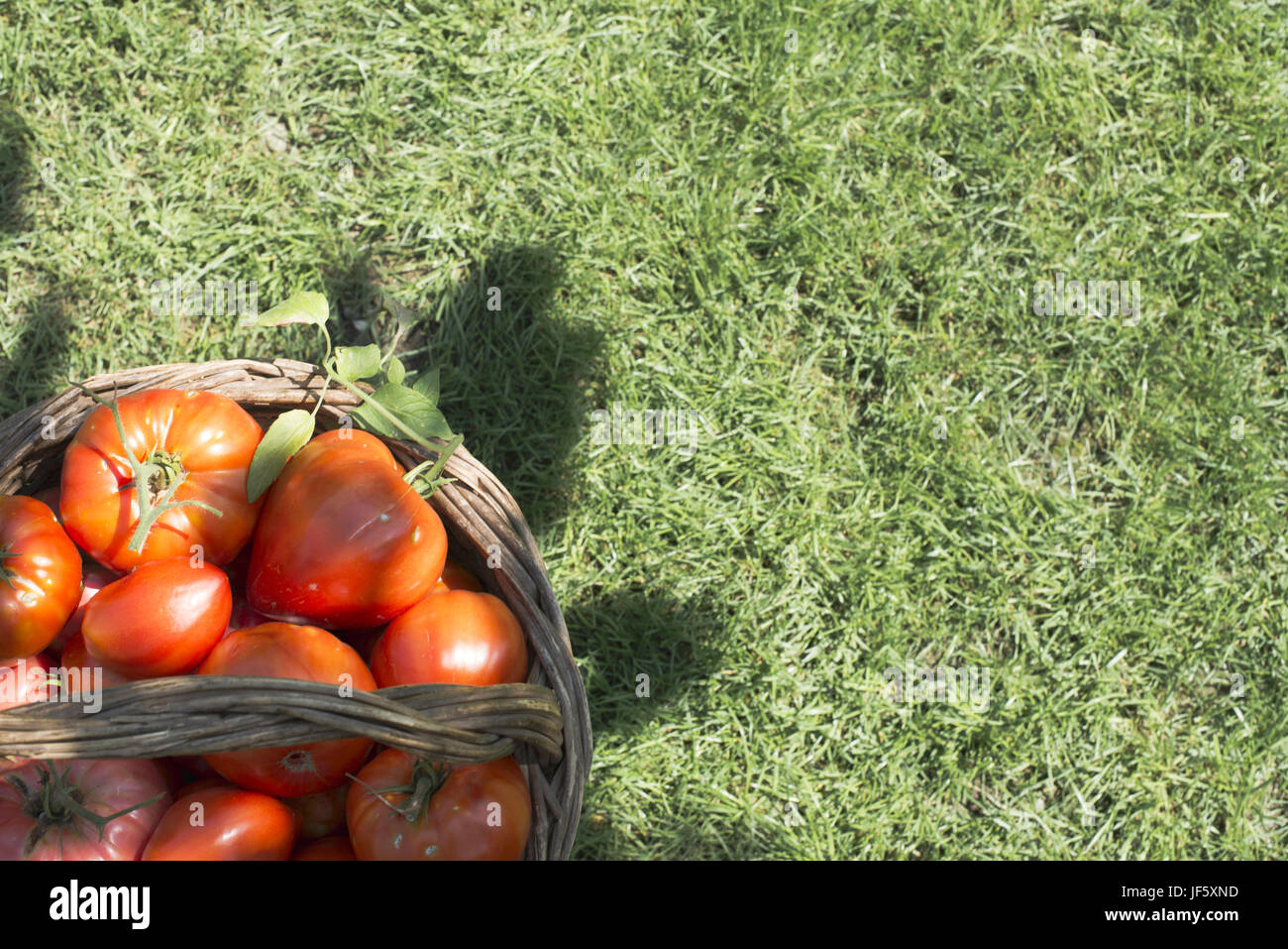 Tomatoes in wooden basket Stock Photo - Alamy