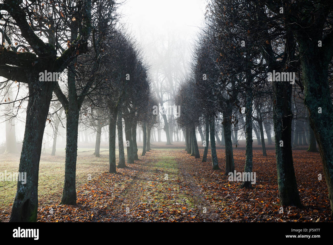 Dirt road in leafless hi-res stock photography and images - Alamy