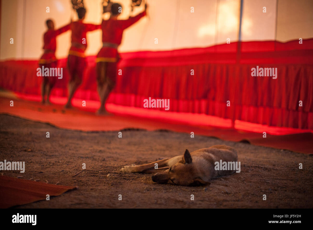 Street dog sleeping on the ground during the traditional shadow puppet play, Thailand Stock Photo