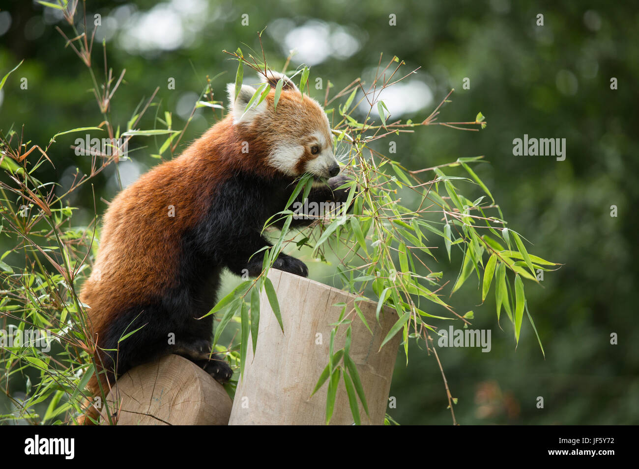 A Red Panda at Birmingham Nature Centre. Birmingham host the IAAF Championships in 2018 and named their Mascot Ruby, a Red Panda after the red Pandas Stock Photo