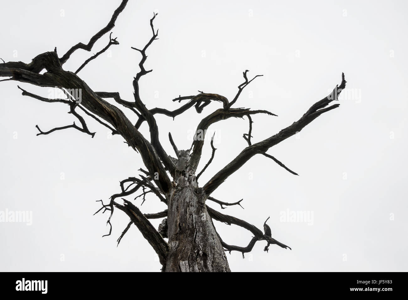 Bare tree against sky Stock Photo - Alamy